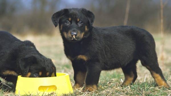 Best dry dog food brands for rottweilers