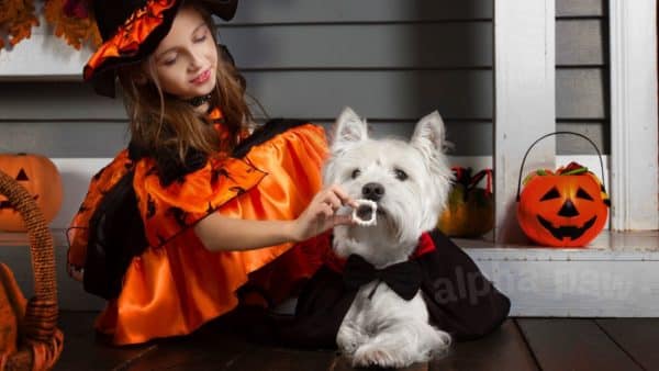 Have a howling good time with your pup this halloween!