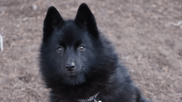 are schipperke the most intelligent dogs