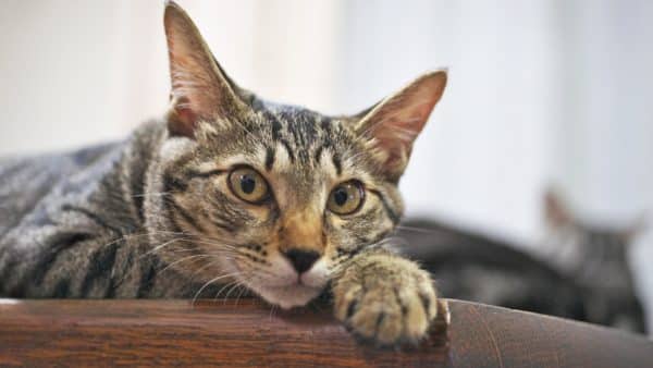 Contagious cat diseases: a pet parent guide on feline health conditions