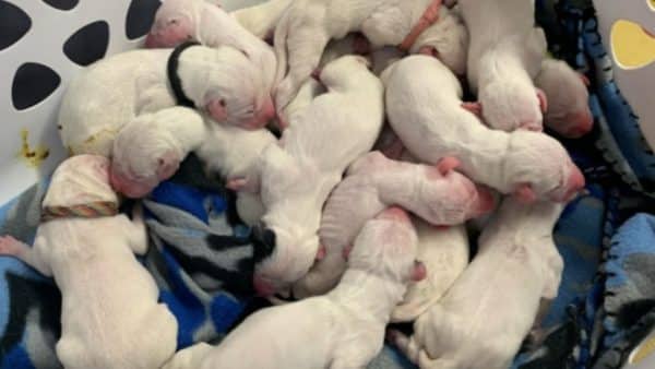 Amazing pets: dalmatian gives birth to extraordinary litter
