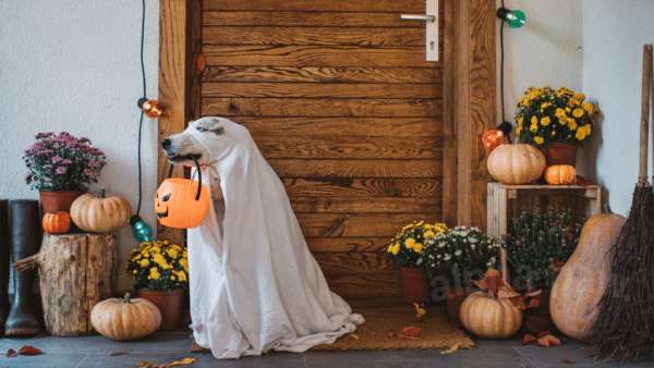 Have A Blast With Your Pup On Halloween