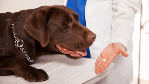 A list of human medications that are safe for dogs