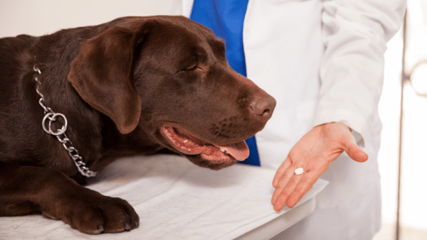 A List of Human Medications That Are Safe for Dogs