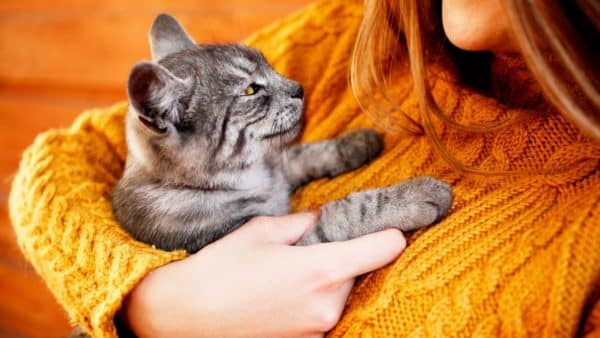 Contagious Cat Diseases: A Pet Parent Guide On Feline Health Conditions