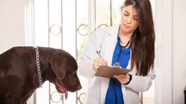Dog melatonin: the benefits