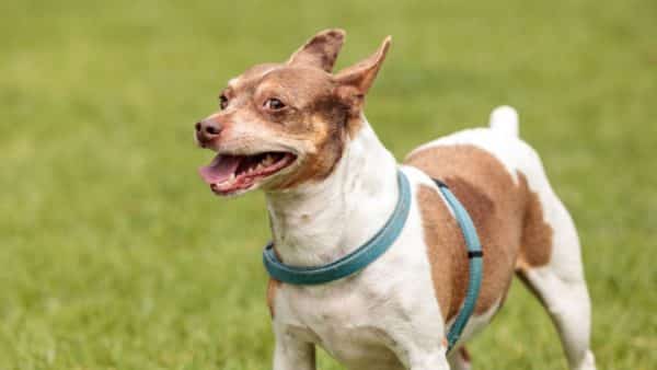 Rat terrier dog breed: a pet parent guide