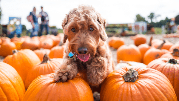 Have a blast with your pup on halloween