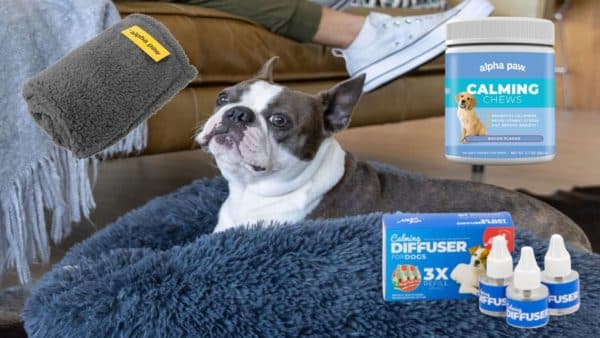 Dog dad gift guide: perfect ideas for the dog lover in your life