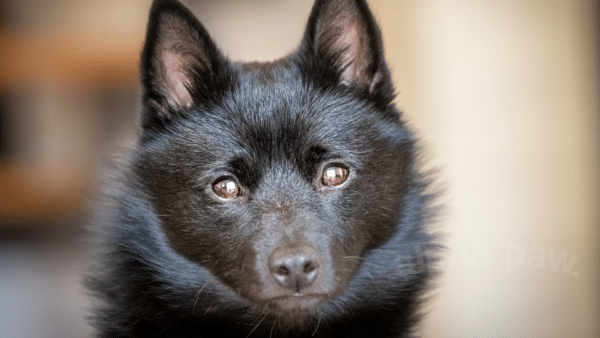 Schipperke dog breed guide: facts, health and care