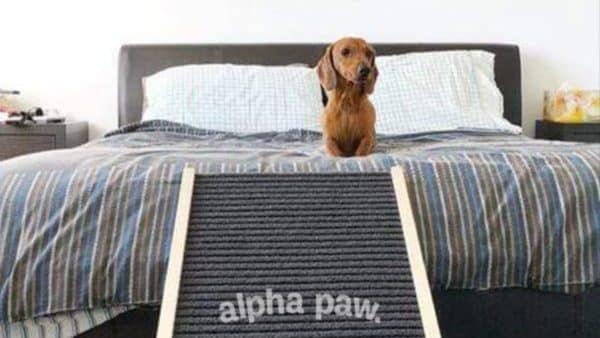 How to train your dachshund to use a dog ramp