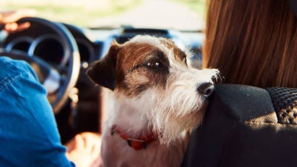 Taking Your Pup on A Drive? This Simple Product Can Save Your Dog's Life!