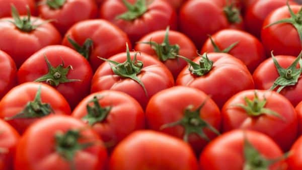 Can dogs eat tomatoes? Our vet weighs in