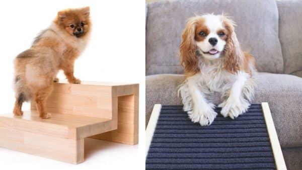 Dog ramps or dog stairs: the winner is clear