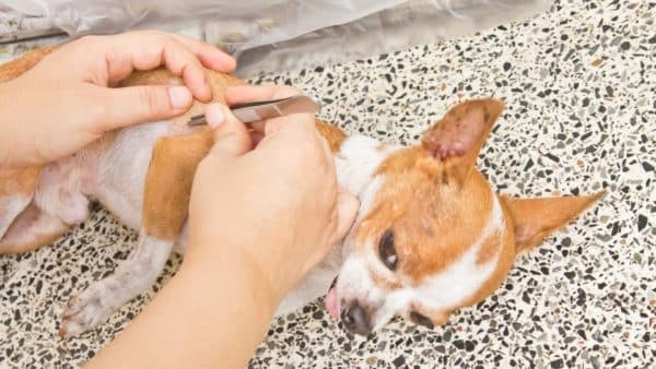 Lyme disease in dogs: a pet parent guide