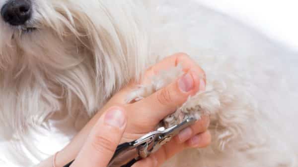 The pet nail grinder turns the nightmare of trimming dog nails into a dream