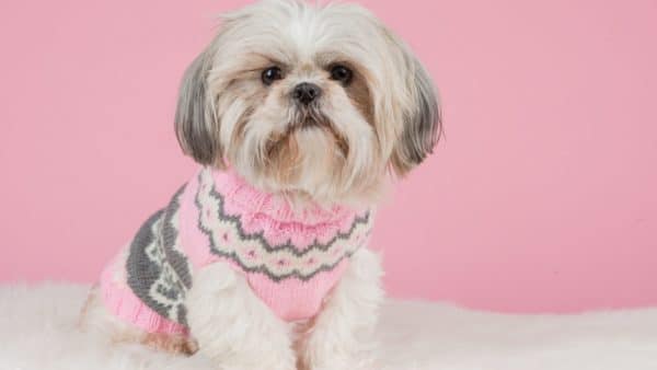 Shih Tzu Dog Breed Guide: Facts, Health and Care