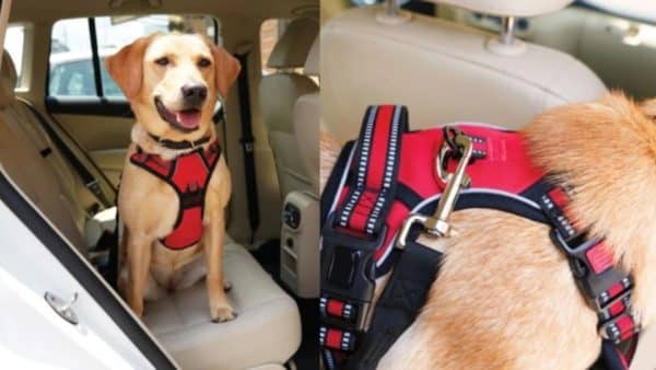 Taking Your Pup on A Drive? This Simple Product Can Save Your Dog's Life!