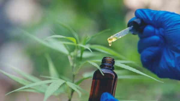 Cbd oil for dogs: a veterinary medicine alternative