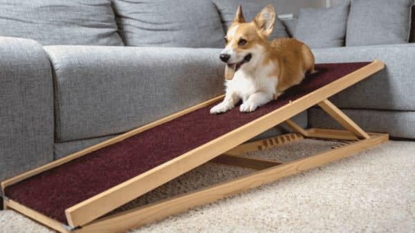 Dog ramps or dog stairs: the winner is clear