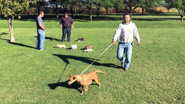 A bachelor party turns into a search and rescue for puppies