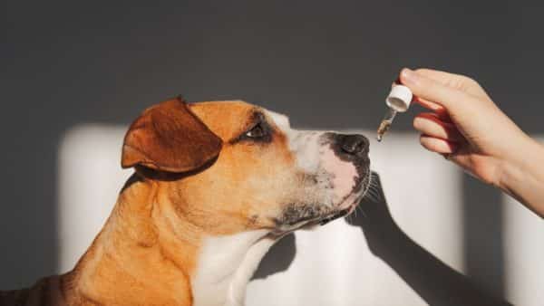 Cbd oil for dogs: a veterinary medicine alternative