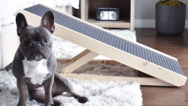 Dog ramps or dog stairs: the winner is clear