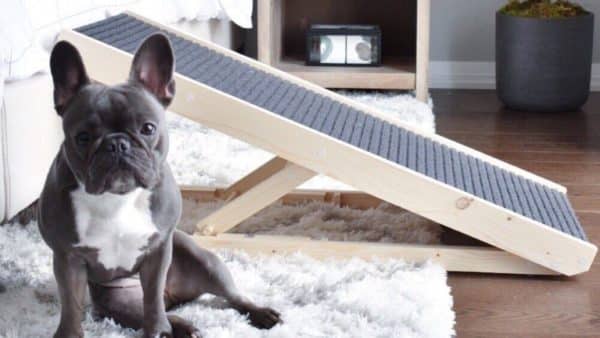 Dog Ramps Or Dog Stairs: The Winner Is Clear