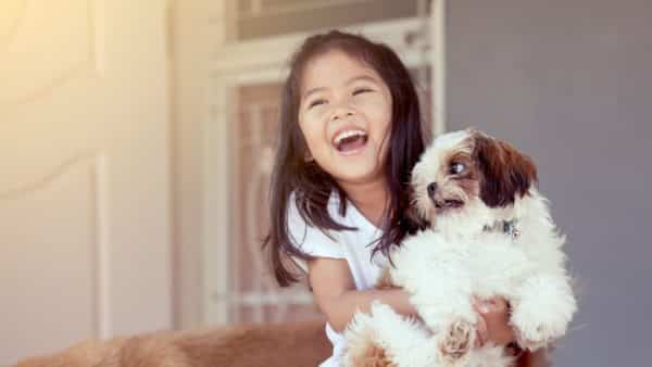 Shih tzu dog breed guide: facts, health and care