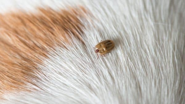 Lyme disease in dogs: a pet parent guide
