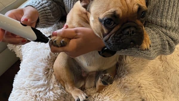 The Pet Nail Grinder Turns the Nightmare of Trimming Dog Nails Into A Dream