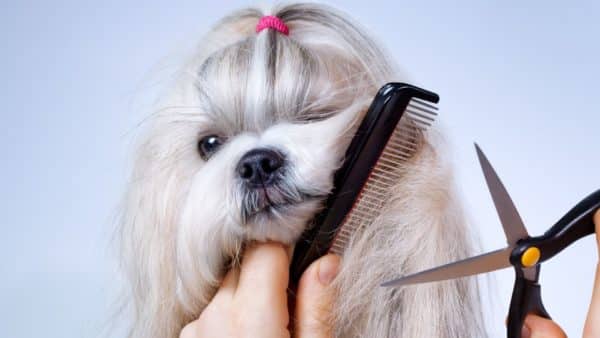 Shih Tzu Dog Breed Guide: Facts, Health and Care