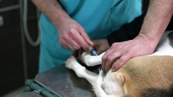Non-core vaccinations all dogs should get
