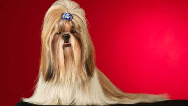 Blond shih tzu hot sale