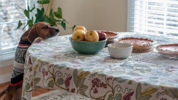 10 Thanksgiving Foods That Are Bad For Your Dog