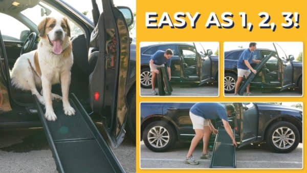 Taking your pup on a drive? This simple product can save your dog's life!