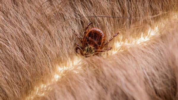 Dog Lyme Disease Symptoms