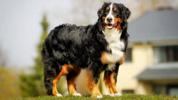 Large dog breed directory: a dog owner guide
