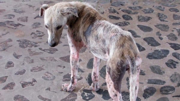 Dog with mange: treatment and prevention