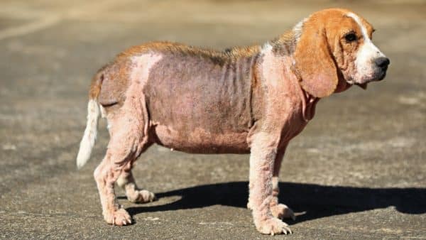 Dog with mange: treatment and prevention