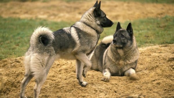 Large dog breed directory: a dog owner guide