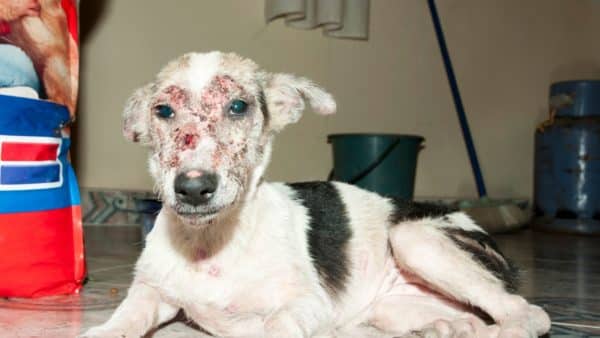 Dog with mange: treatment and prevention