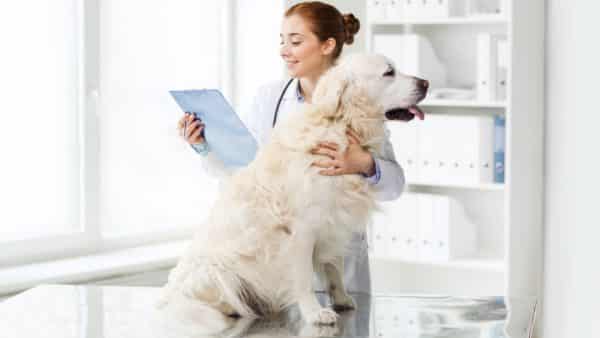 Large dog breed directory: a dog owner guide