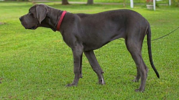 Large dog breed directory: a dog owner guide
