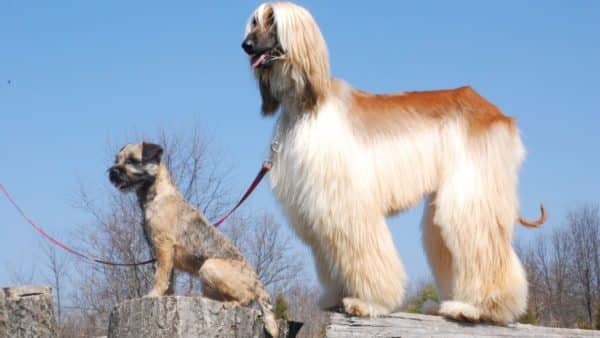 can a afghan hound and a mudi be friends