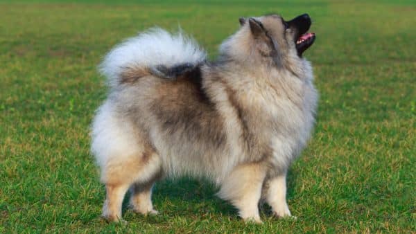 Keeshond -in an apartment