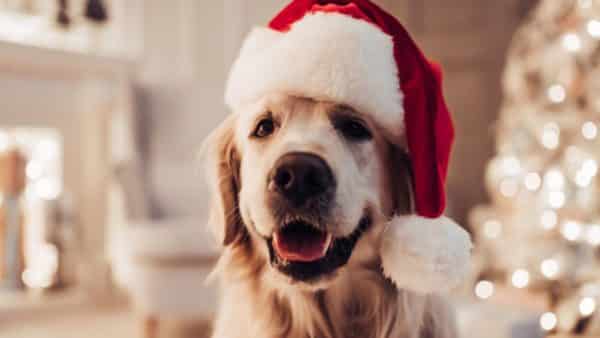 Preparing for the holidays early top food to avoid giving your pup