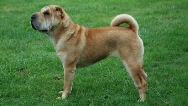 Shar-pei