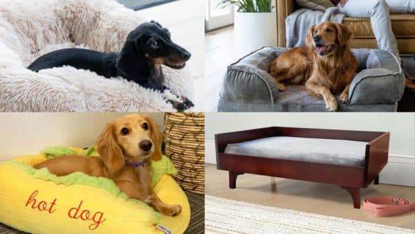 Alpha Paw Dog Beds_ A Guide for Pet Owners