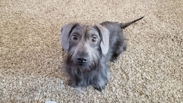 Blue dachshund: the colorful doggo